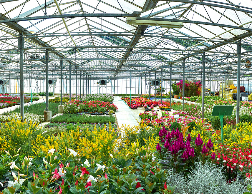 A vibrant garden center with a diverse range of plants tailored to a specific climate and customer base.