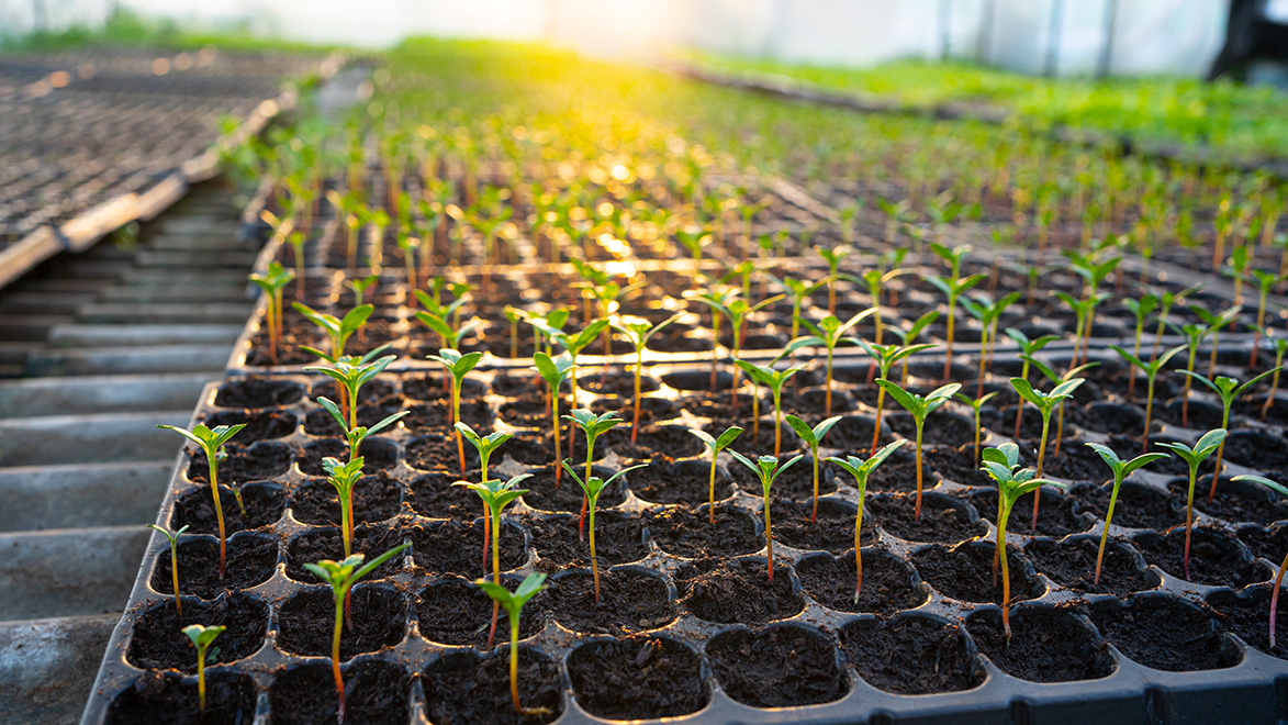 Rows of young plants in a nursery, with emphasis on growth and market novelties.