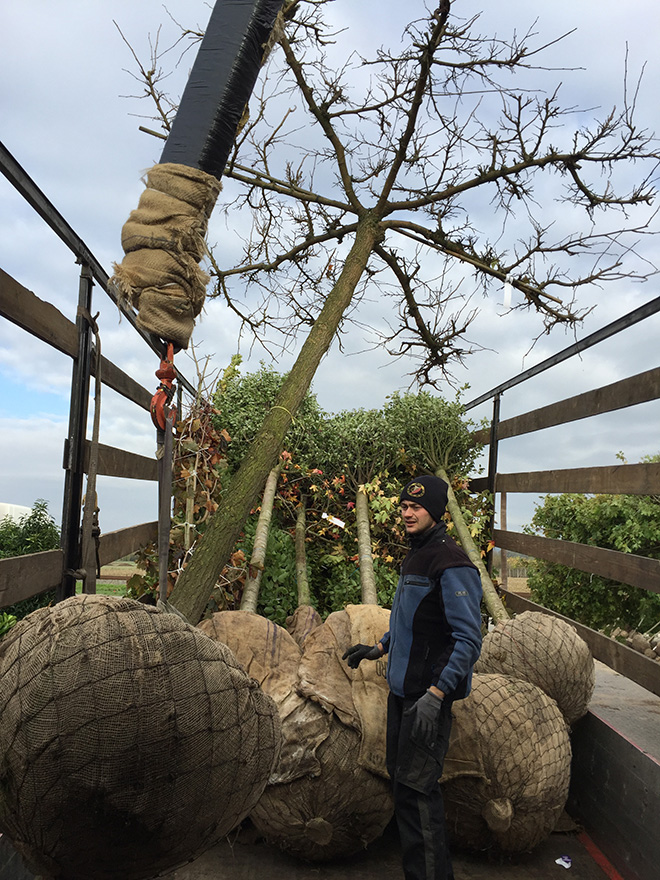 Workers handling balled and burlapped plants with soil-wrapped roots.