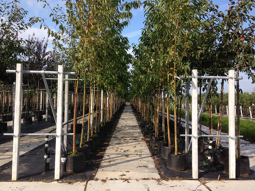 Young trees supported by U-System whips, promoting healthy growth.