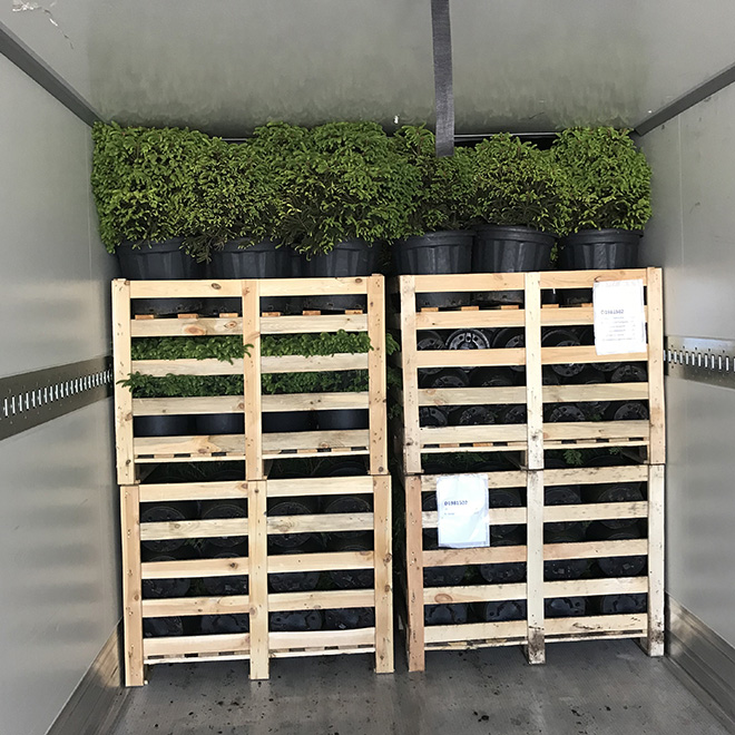 Pallet boxes with plants, optimized for space-efficient transport.