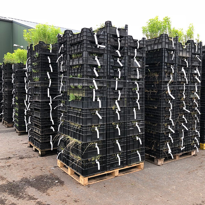 Stacks of plastic boxes with plants, arranged for safe transport.