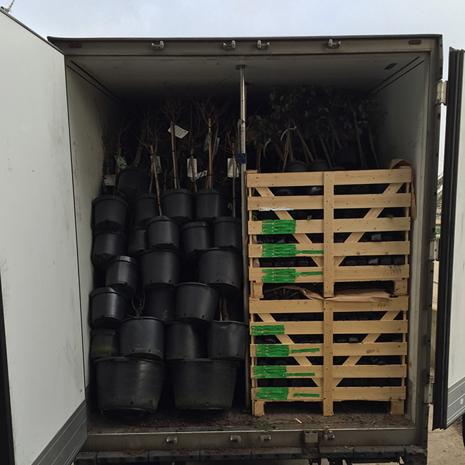 Combined loading of plants using pallets and plastic containers for efficient transport.