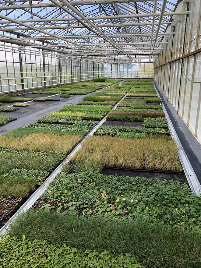 Greenhouse with multiplates for plant propagation, showing young plants.