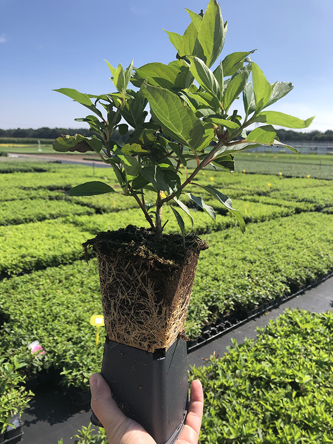 Rows of plants in standard pots, ranging from P7 to P15 in diameter.