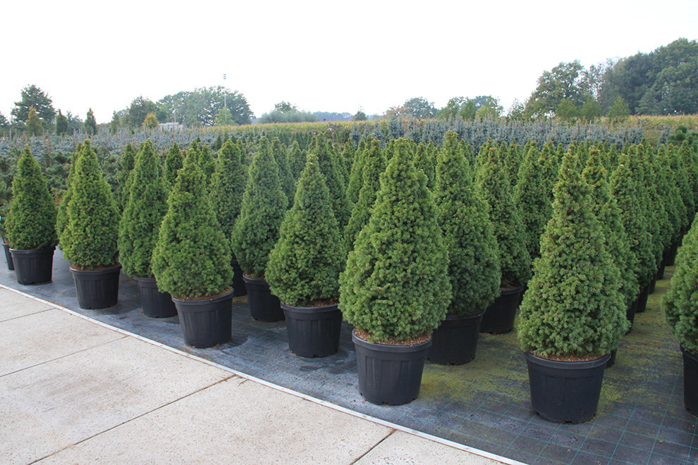 Multiple container sizes, including airpots and bags, ready for planting.