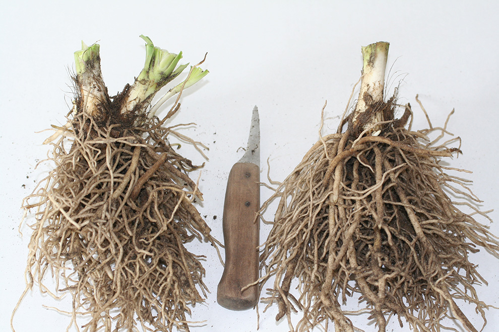 Close-up of bare root plants, prepared for immediate planting.